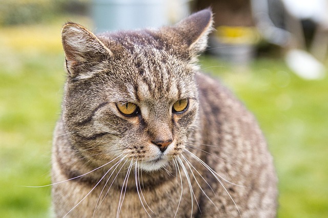Free Cat Feline photo and picture
