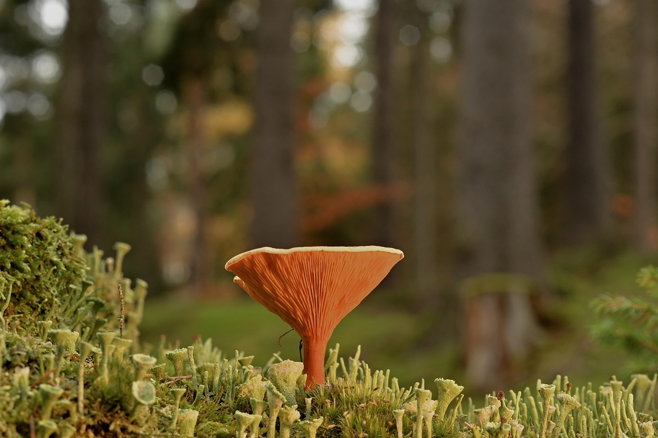 Mushroom Disc Fungus Moss Cup - Free photo on Pixabay - Pixabay