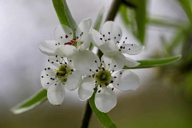 300000 多张免费的“梨 花”和“梨花”照片 - Pixabay