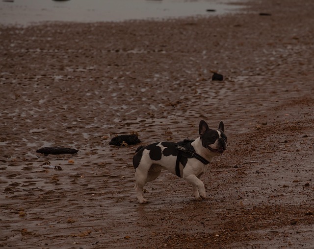 Free Frenchie Dog photo and picture