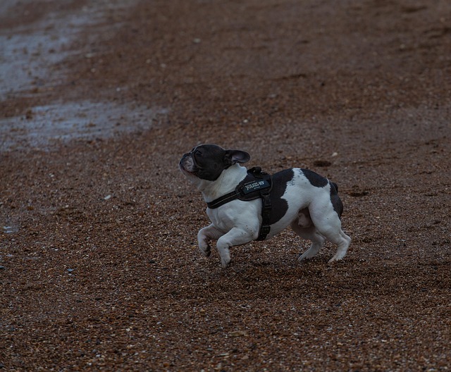 Free Frenchie Bulldog photo and picture