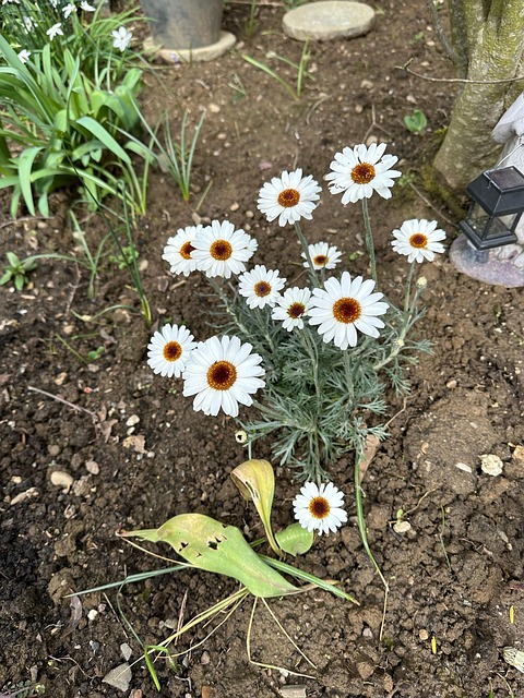 Free Marguerite Daisy photo and picture