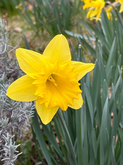 Free Easter Bell Daffodil photo and picture