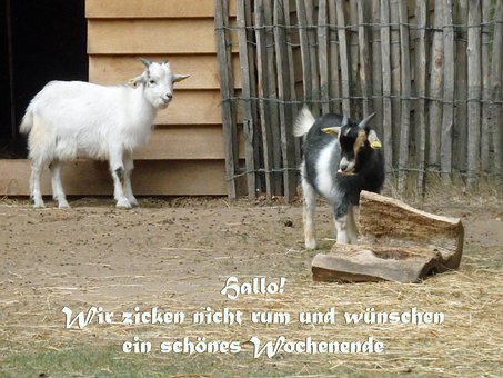 Free Nature Goat photo and picture
