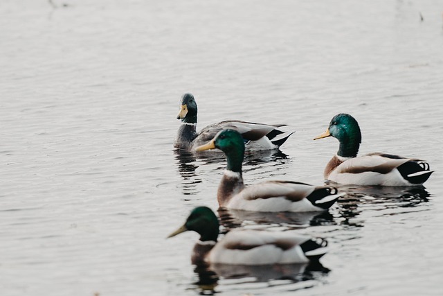 Free Duck Nature photo and picture
