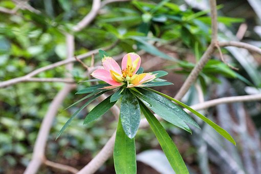 Free Flower Nature photo and picture