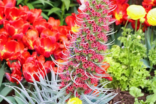 Free Flowers Nature photo and picture
