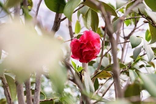 Free Flower Nature photo and picture