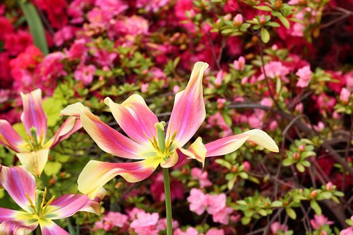 Free Flower Houseplant photo and picture