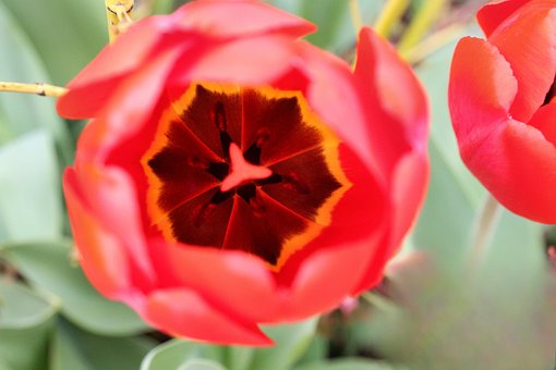 Free Tulip Spring photo and picture