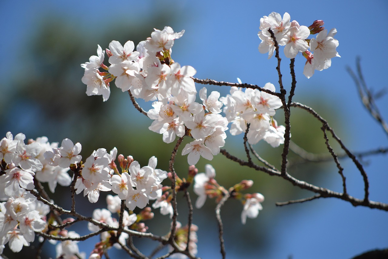 Sakura White Flower Spring - Free photo on Pixabay - Pixabay