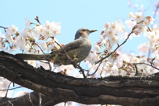 Brun Øre Bulbul, Bulbul, Fugl, Dyr