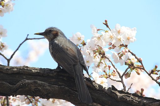 Brun Øre Bulbul