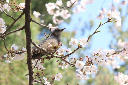 Brun Øre Bulbul, Fugle