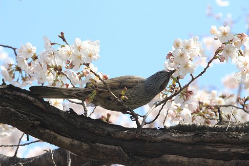 Brun Øre Bulbul, Bulbul, Lige Græskar