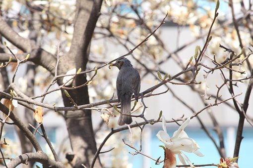 Brun Øre Bulbul, Bulbul, Lige Græskar
