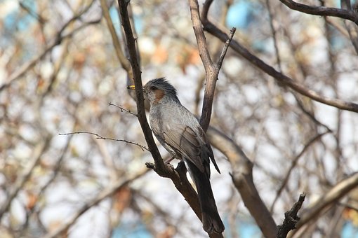 Brun Øre Bulbul, Bulbul, Lige Græskar