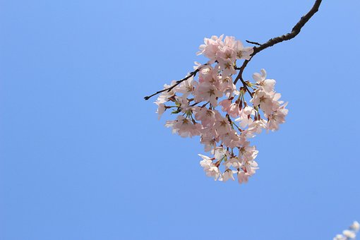 Kirsebærblomst, Lys Pink Blomst