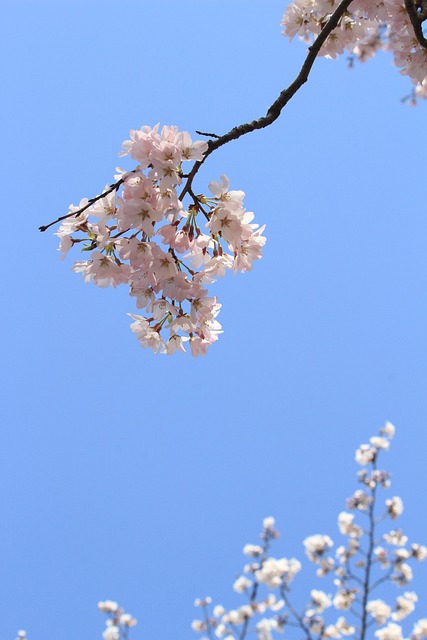 Forårsblomster, Cherry, Lys Pink Blomst