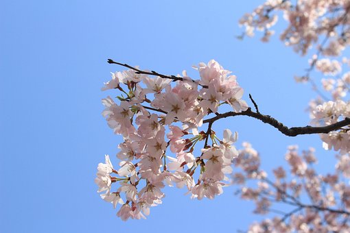 Forårsblomster, Cherry, Kirsebærblomst