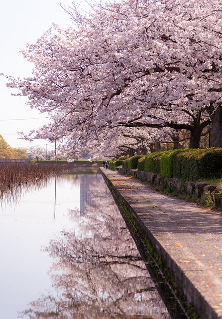 Free Cherry Blossoms Flowers photo and picture
