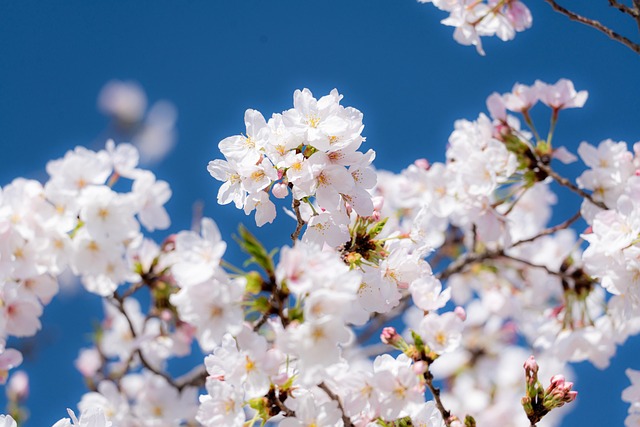 Free Cherry Blossoms Sakura photo and picture