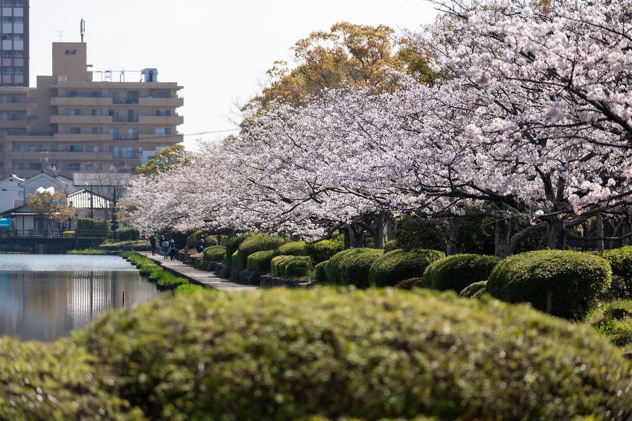 kirschbaum-kirschbl-ten-sakura-kostenloses-foto-auf-pixabay-pixabay