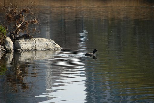 Hønsehøne, Natur, Vild Fugl