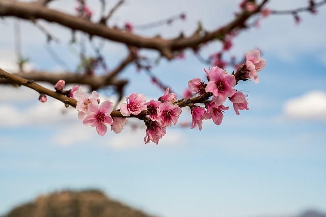 Blumen, Natur, Blume, Feder, Aufblühen