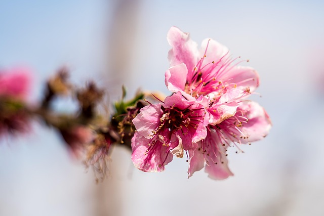 Rosa, Blumen, Blüte, Natur, Frühling
