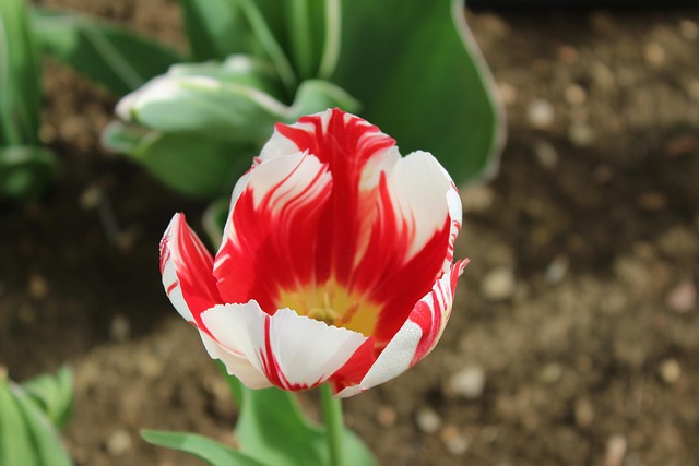 Free Tulips Detail photo and picture