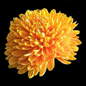 Free Flower Bloom photo and picture