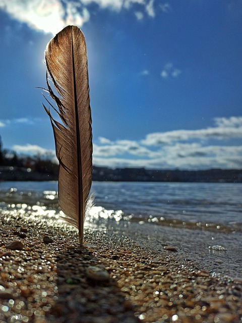 Free Feather Nature photo and picture