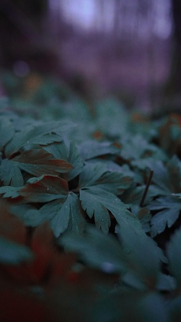 Dia Da Terra, Natureza, Planta, Flora