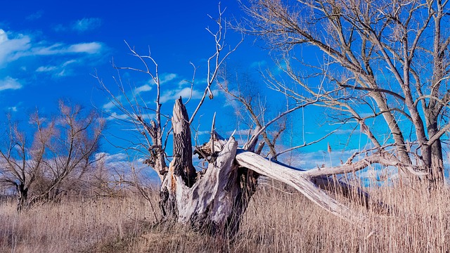 Baum, Natur, Landschaft, Himmel, Wolken