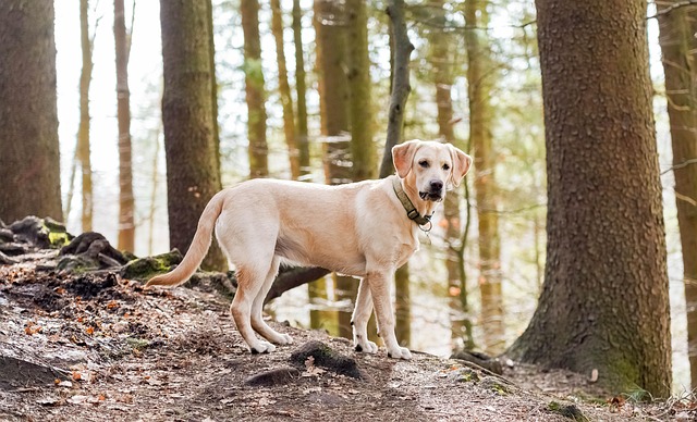 Labrador Retriever, Wald, Hund, Haustier