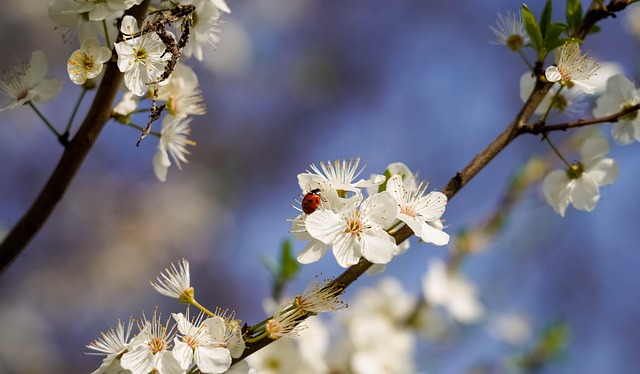 Marienkäfer, Blüte, Blumen, Frühling