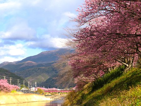 Free Cherry Blossom Japan photo and picture