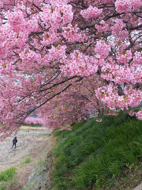 Free Cherry Blossom Japan photo and picture