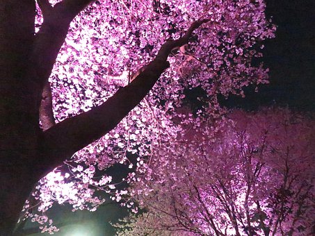 Free Cherry Blossom Japan photo and picture