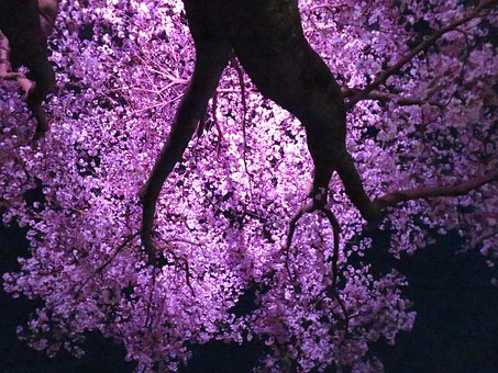 Free Cherry Blossom Japan photo and picture