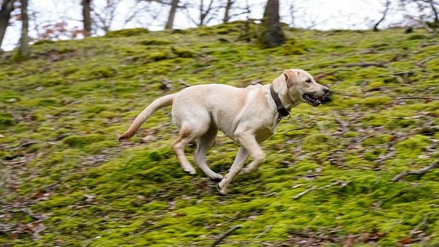 Labrador, Hund, Haustier, Tier