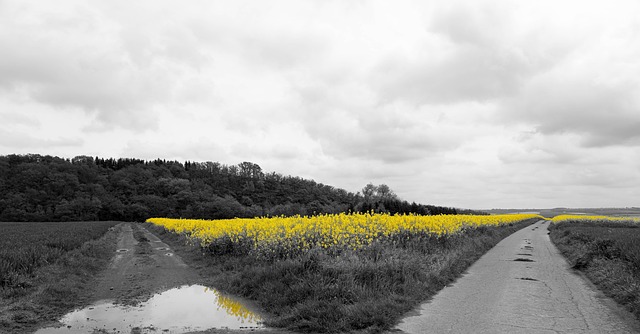 Raps, Rapsfeld, Landwirtschaft, Feld