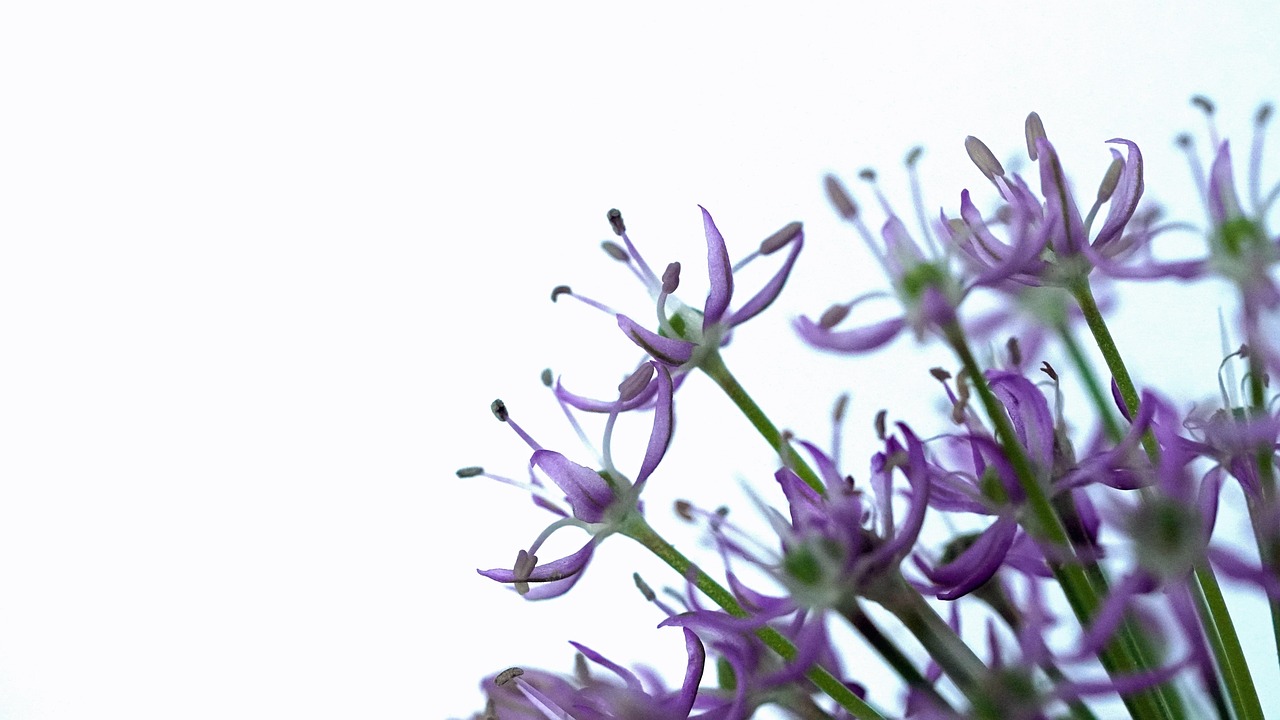 Purple - free online jigsaw puzzle photo