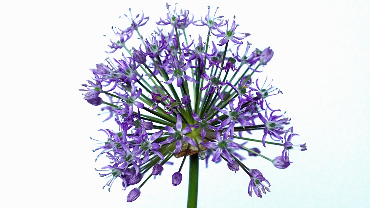 Purple - free online jigsaw puzzle photo