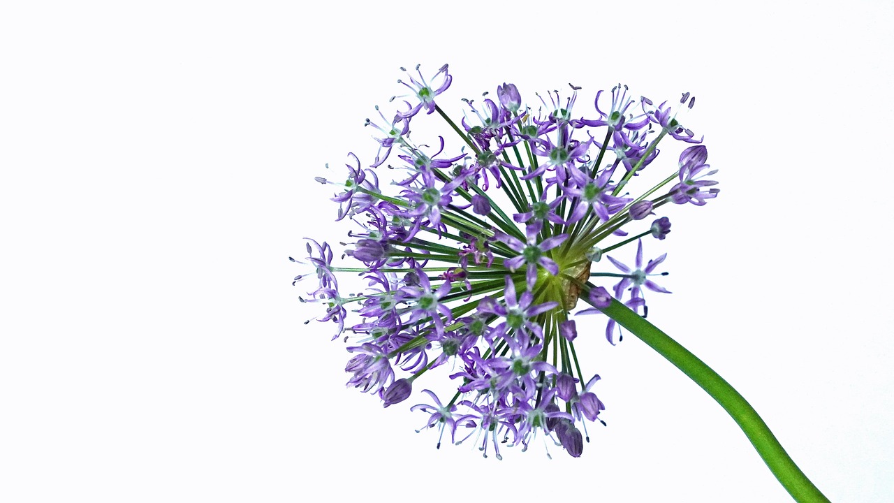 Purple - free online jigsaw puzzle photo