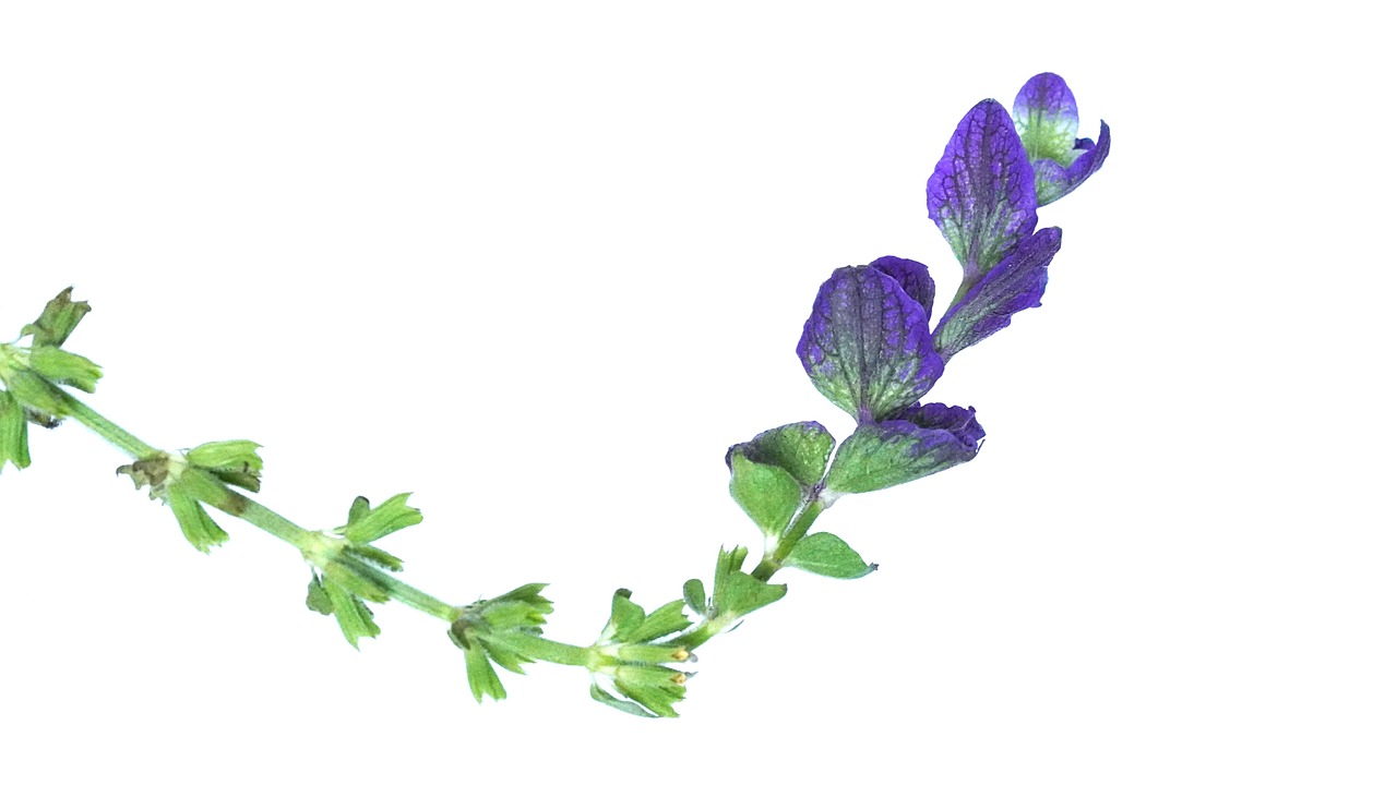 Purple - free online jigsaw puzzle photo