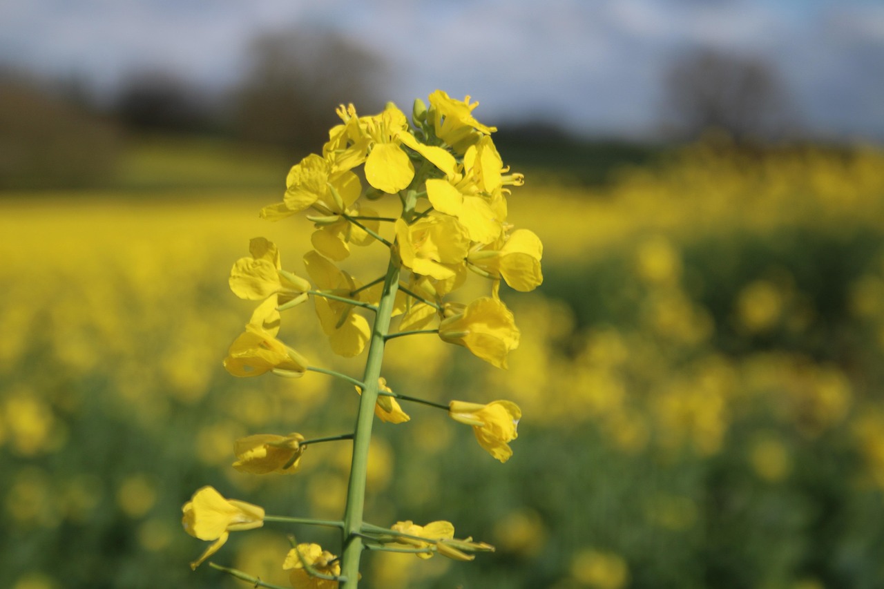 Jaune Fleurs Colza - Photo gratuite sur Pixabay - Pixabay