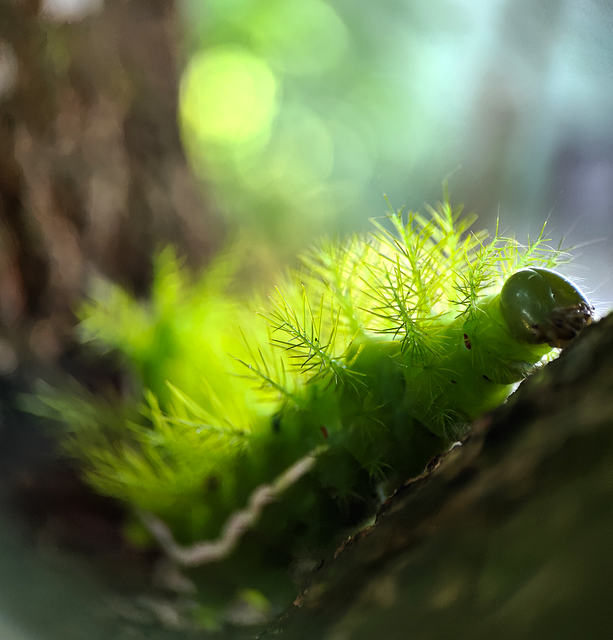 Free caterpillar insect nature illustration