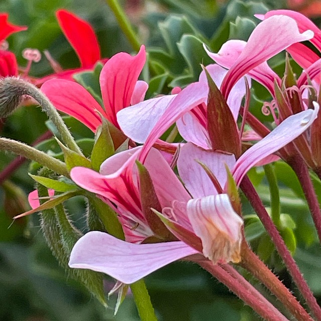 Free Flower Nature photo and picture